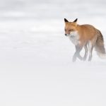 Renard, Canada.