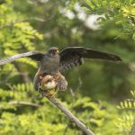 Faucon Kobez (falco vespertinus) Red-footed Falcon