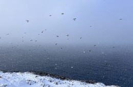 Terre sauvage : le Varanger