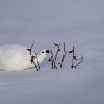 Lagopède des saules en , Yukon, Canada  / Lagopus lagopus