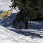 Renard  Yellowstone / Fox Yellowstone / Vulpes vulpes