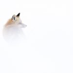 Renard, Yellowstone. 