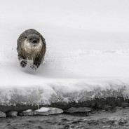 Loutre de rivière