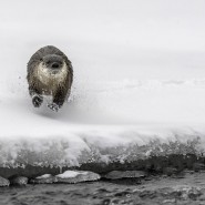 Loutre de rivière