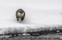 Loutre de rivière