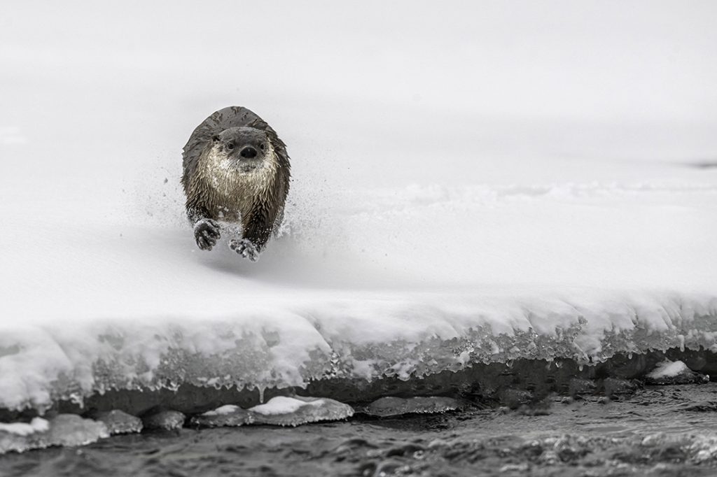 loutre de rivière, river otter, Lontra canadensis